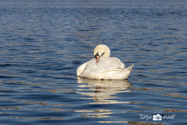 Schwan