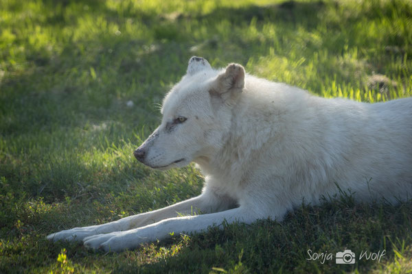 Arctic Wolf