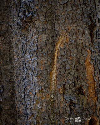 von einem Bisonhorn in den Baum geritzt