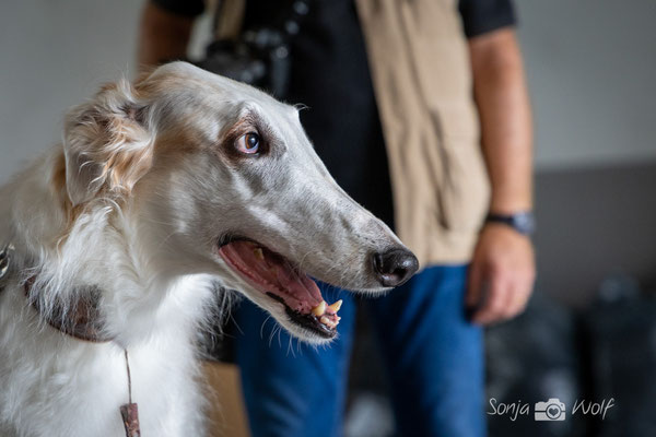 Ein Barsoi war auch dabei.