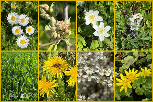 Woche 16 / Frühlingsspaziergang