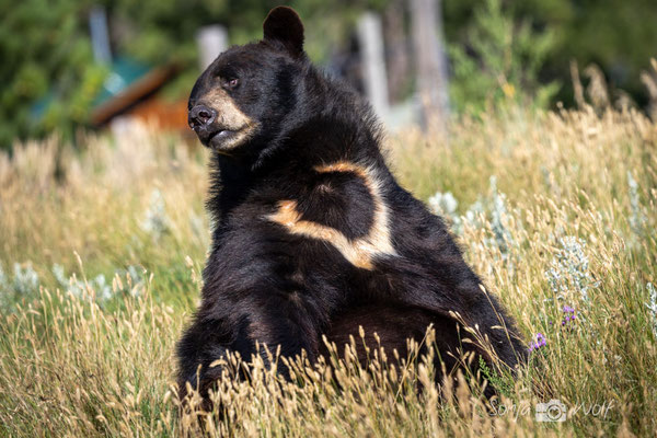 Black Bear