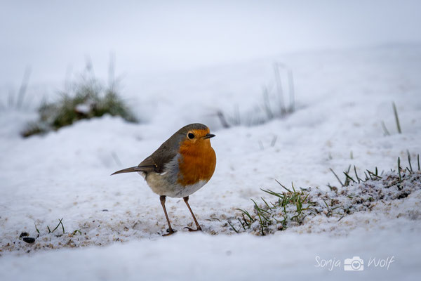 Woche 06 / Robin