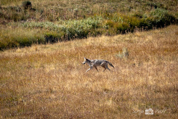 Wolf