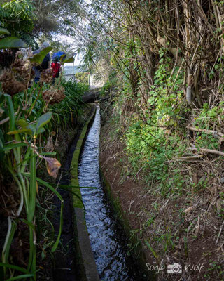 immer an der Levada entlang