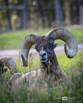 Bighorn Sheep