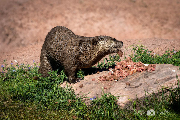 River Otter