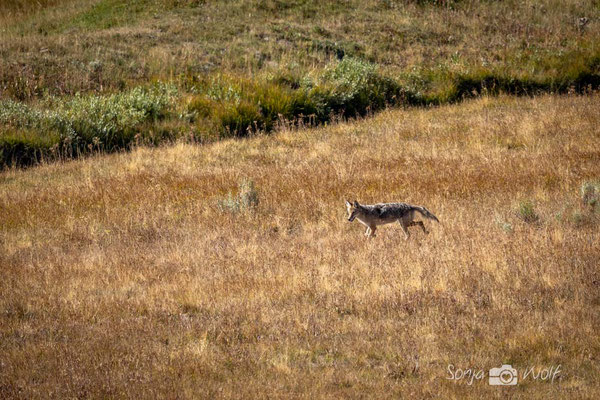 Wolf
