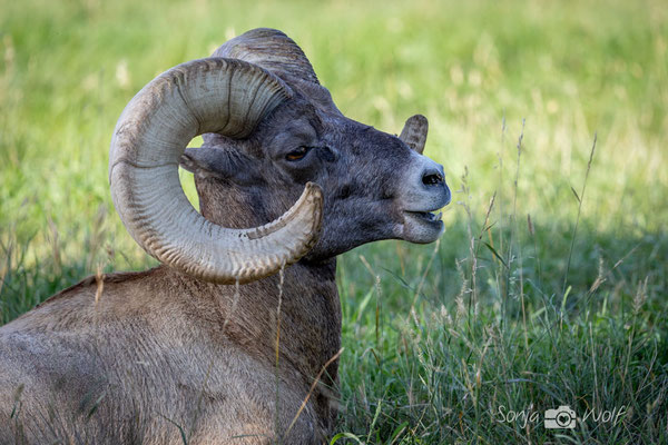 Bighorn Sheep