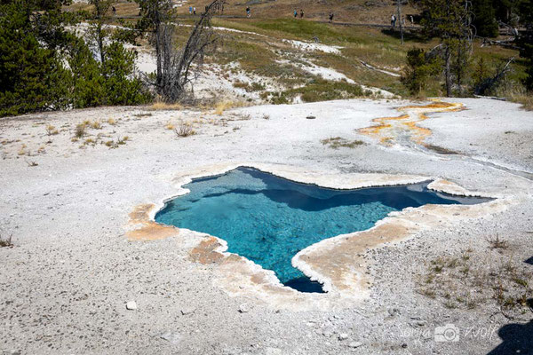 Heart Spring
