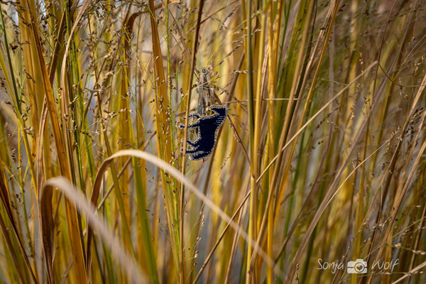 Pferdchen im Gras