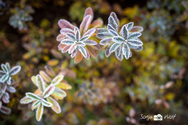 frostige Blätter