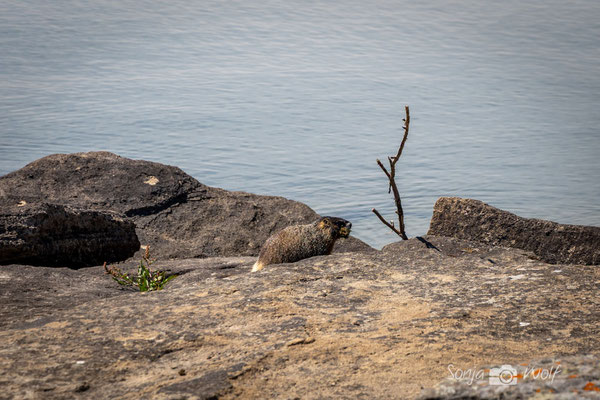 Marmot / Murmeltier