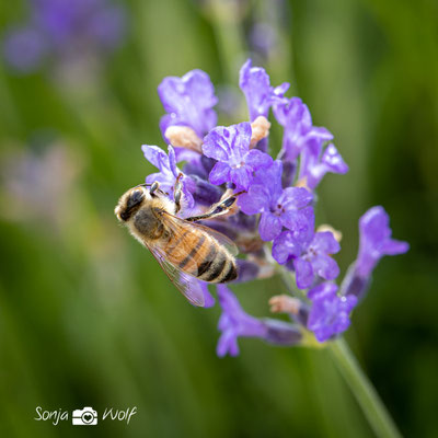 Biene am Lavendel