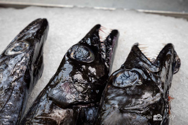 Schwarzer Degenfisch