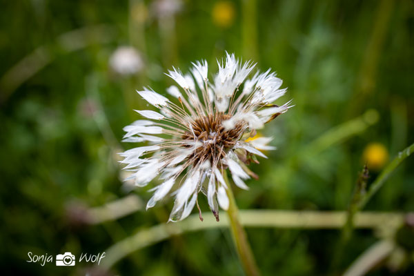 Regentropfen auf Pusteblume