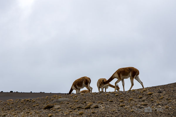 Vicuñas