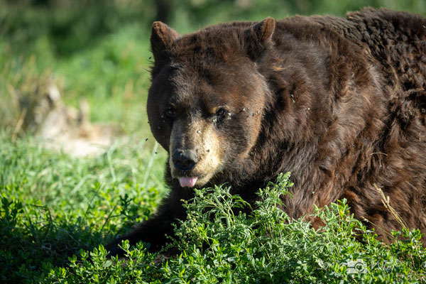 Black Bear