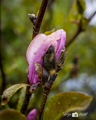 Regentropfen auf Magnolie