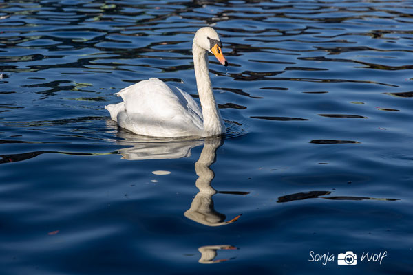 Schwan
