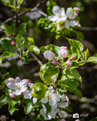 Apfelblüte