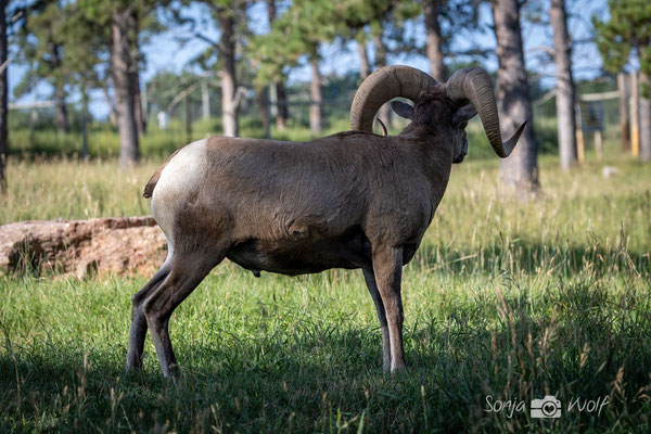 Bighorn Sheep