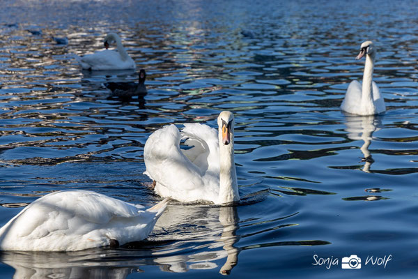Schwan