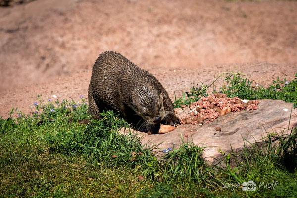 River Otter