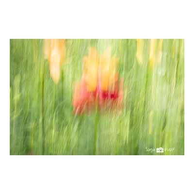 Woche 32 / Lilien