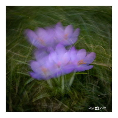 Woche 10 / Krokusse