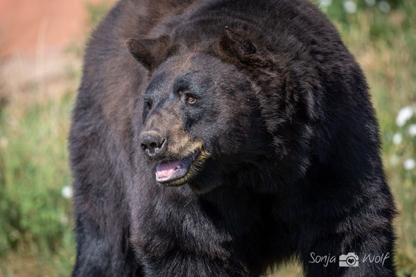 Black Bear