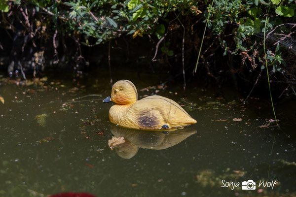 Ente mit schwacher Spiegelung (mehr Polfilter)