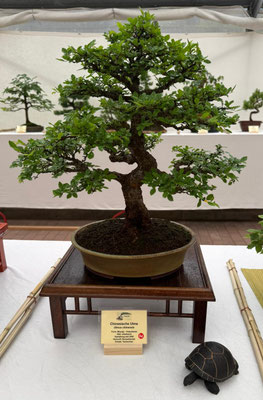 Chinesische Ulme von Gracyna