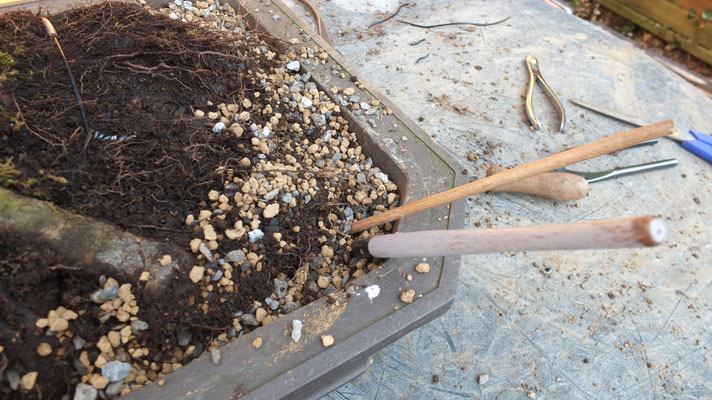 Baum mit Haltedrähten fixieren, Erdmischung mit Holzstäbchen verdichten