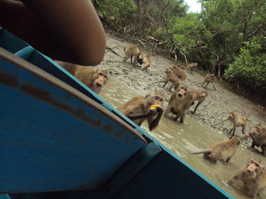 Tour zu den Schwimmenden Affen von Samut Songkhram