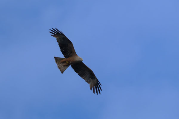 Schwarzmilan im Kreisflug (Foto: Julian Riewe, NABU Koblenz)
