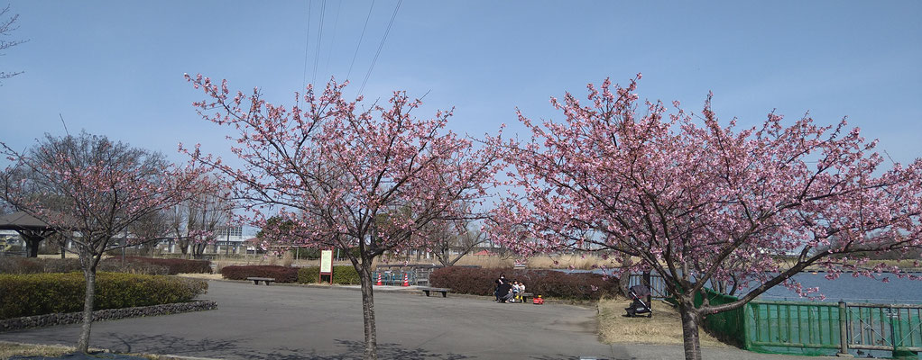 ３本の河津桜