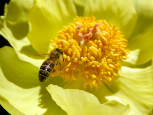 Paeonia suffruticosa