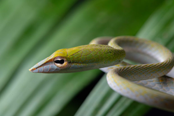 Oriental whip snake (Ahaetull prasina)