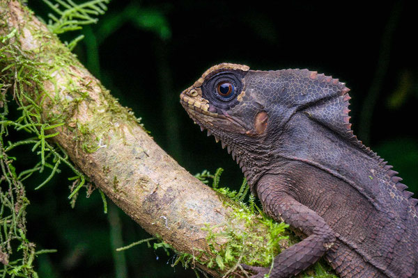 Smooth helmeted iguana (Corytophanes cristatus)