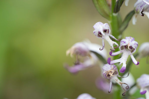 Monkey orchid (Orchis simia) - Romania