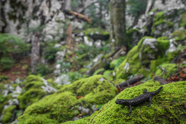 Alpine salamander (Salamandra atra) - Croatia
