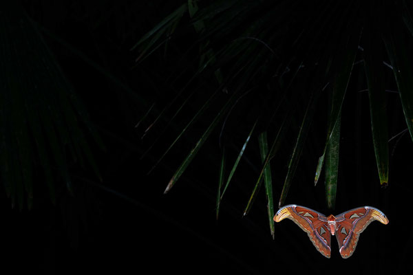 Atlas moth (Attacus atlas)