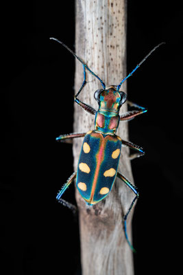 Golden-spotted tiger beetle (Cicindela aurulenta)