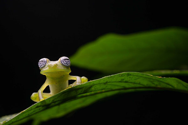 Ghost frog (Sachatamia ilex)
