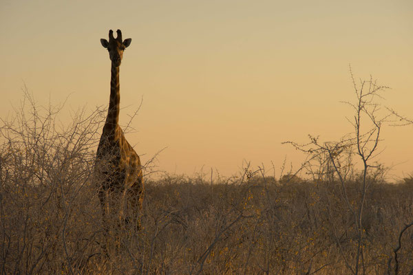 Angolan giraffe (Giraffa camelopardalis angolensis) - Etosha National Park