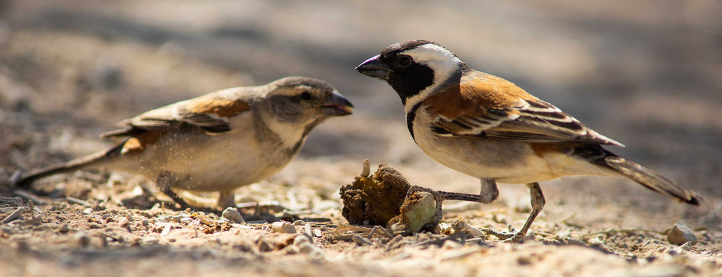 Fighting cape sparrow (Passer melanurus) -  Namib Desert