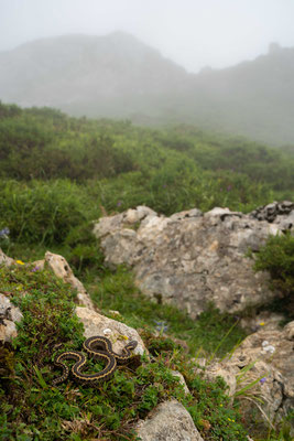Seoane's viper (Vipera seoanei) - Cantabrian mountains
