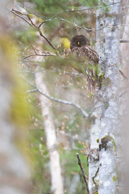 Ural owl (Strix uralensis) - Croatia