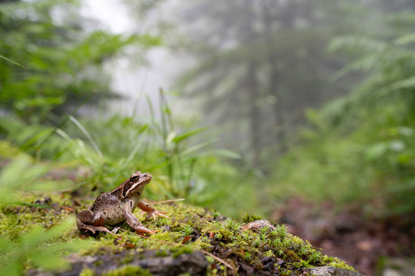 Grass frog (Rana temporaria) - French Pyrenees
